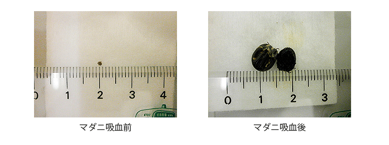 今月の掲示板